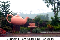 oolong tea garden